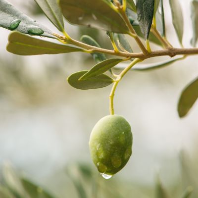 Gardening Guide, How To Grow Olive Trees