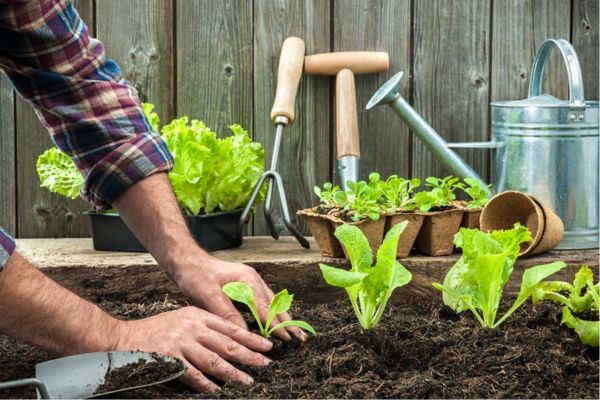 Gardening Guide, Growing Brassicas