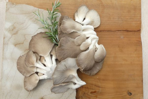 Gardening Guide, Growing Mushrooms