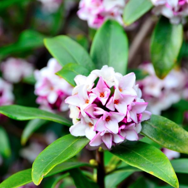Oderings | Gardening Guide - Daphne Care, Daphne Planting, Daphne