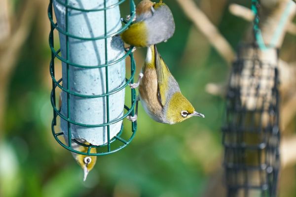 Feed the Birds, wildlife tips, Bird Feeder Care