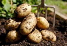 Seed, Potatoes, 3kg