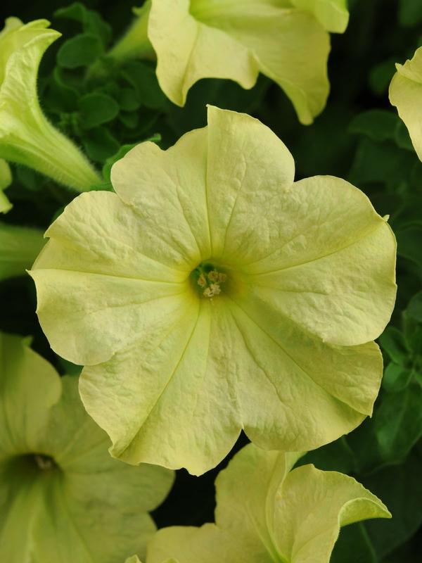 Petunia Limealicious 