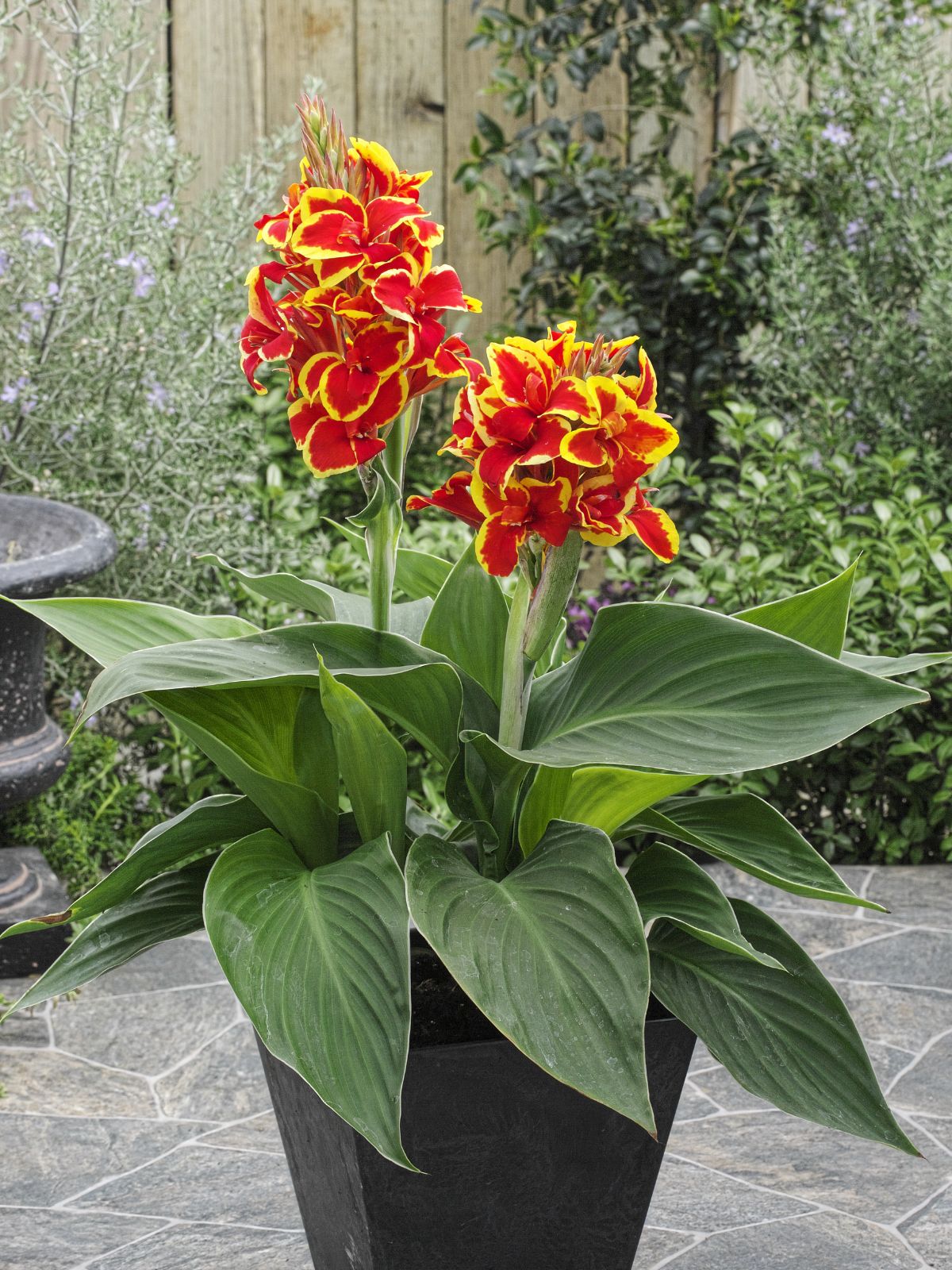 Oderings Garden Centres  Perennials - Canna Lily Flame