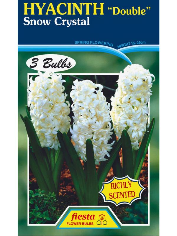 Hyacinth Double Snow Crystal