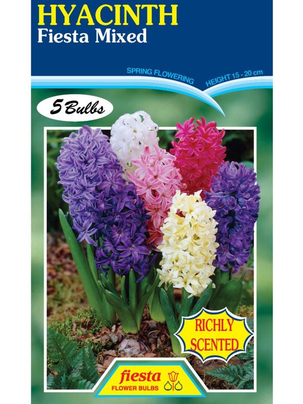 Hyacinth Fiesta Mixed