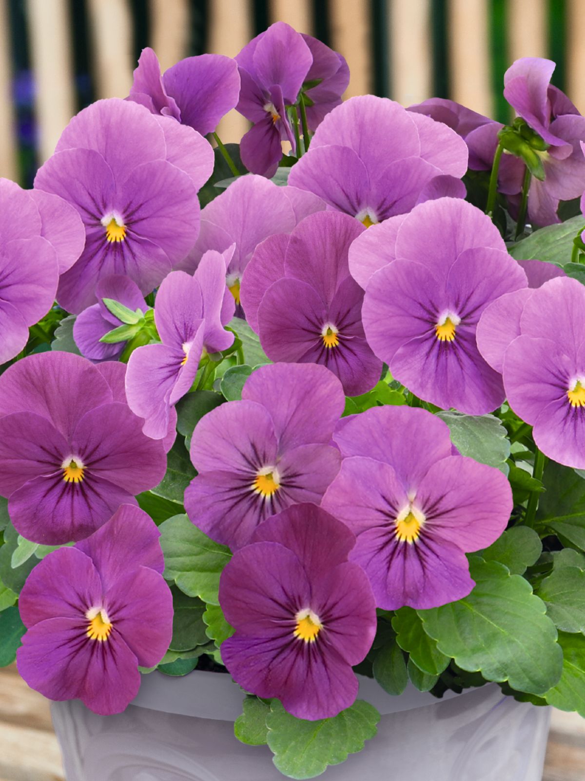Oderings Garden Centre | Boxlot - Viola Penny Orchid