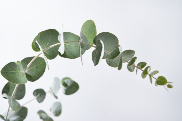 Eucalyptus, Shower Melts,