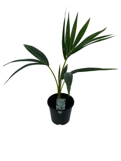 Kentia Palm 1.3L