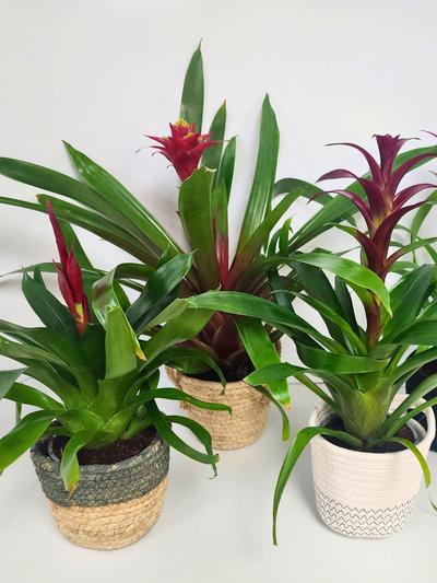 Bromeliad in Basket 12cm