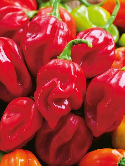 Mr Fothergills Chilli Habanero Giant Red