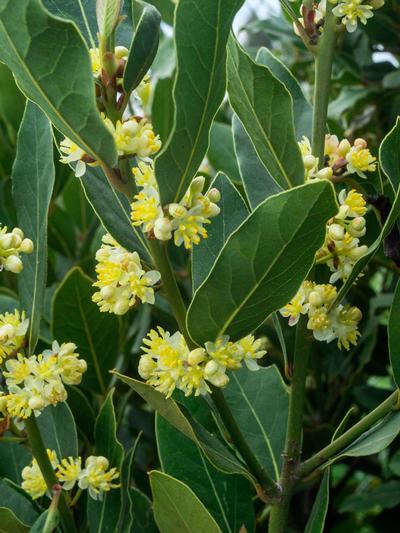 Laurus Nobilis Standardised