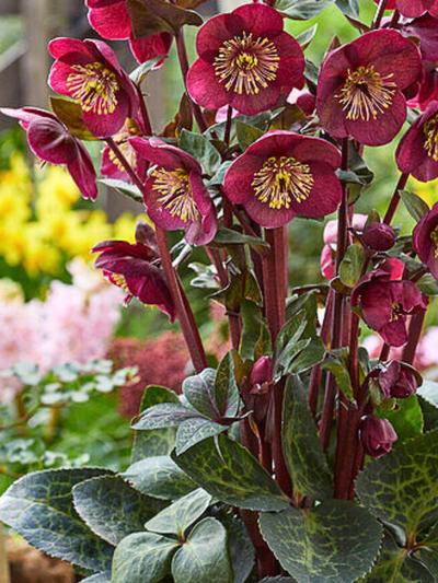 Helleborus Vibey Velvet 17cm