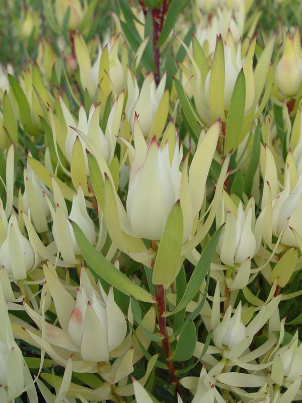 Leucadendron Cream Delight 1.5L