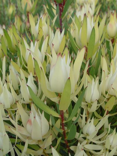 Leucadendron Cream Delight 1.5L