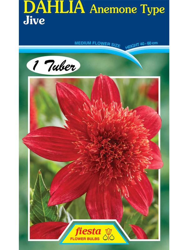 Dahlia Jive