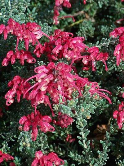 Grevillea Winter Delight 2.5L