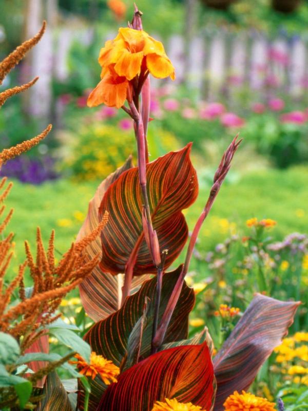 Canna Tropicanna 4.7L