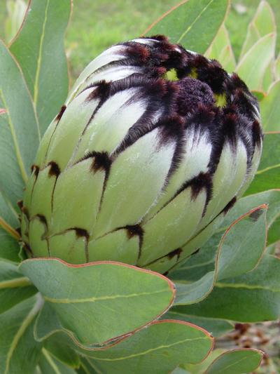 Protea Niobe