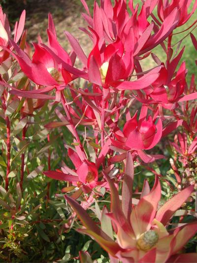 Leucadendron Fire Glow 1.5L