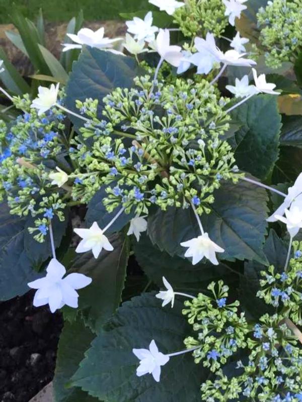 Hydrangea Fireworks