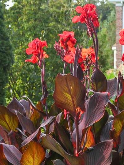 Canna Tropicanna black 4.7L