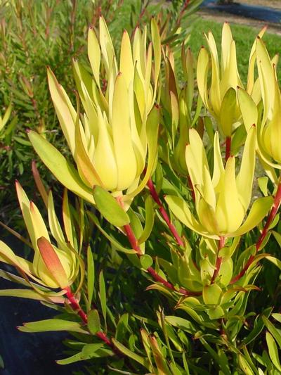 Leucadendron Inca Gold 1.5L 