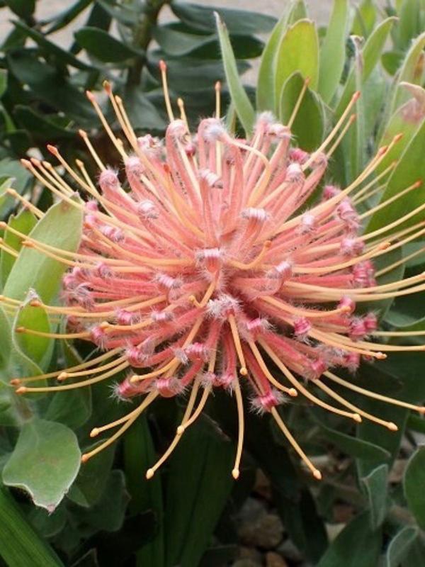 Leucospermum Maui Magic 1.5L 