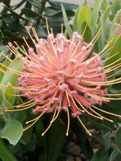 Leucospermum Maui Magic 1.5L 