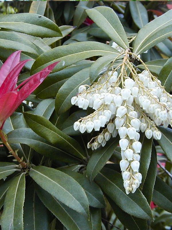 Pieris Wakehurst