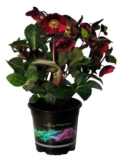 Helleborus Annas Red  
