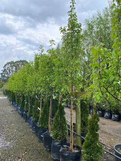 Pyrus Calleryana Candelara 25L