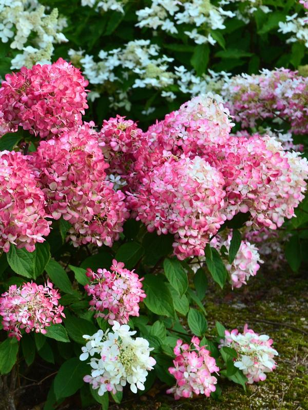Hydrangea Diamond Rouge 2.4L