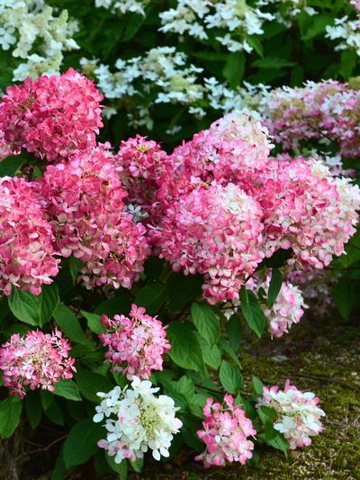Hydrangea Diamond Rouge 2.4L