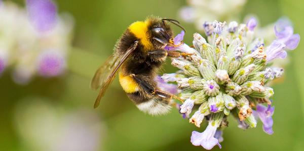 Bee Friendly Gardens