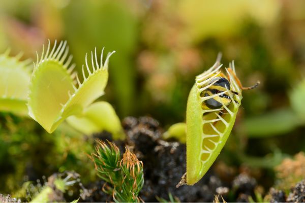 Venus Flytraps, Carnivorous Plant, Saturday 6th December