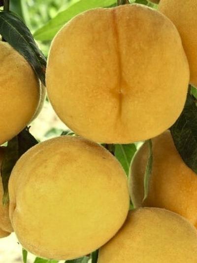 Peach Golden Queen
