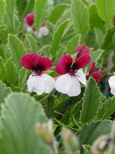 Pelargonium Splendide 