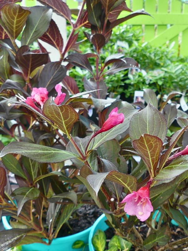 Weigela Wine and Roses 4L