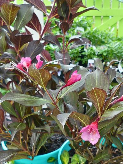 Weigela Wine and Roses 4L