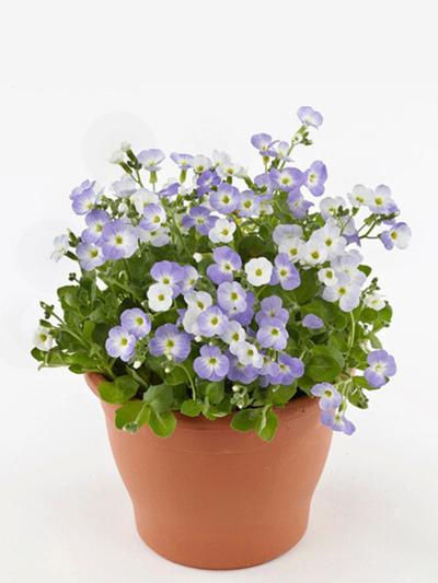 Aubrieta Blue Blush Bicolour 1.3L