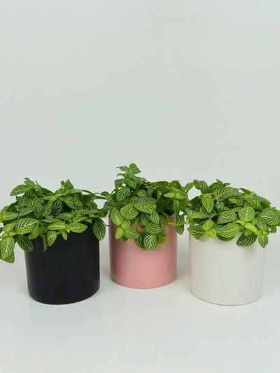 Fittonia Mini Green in Ceramic Pot