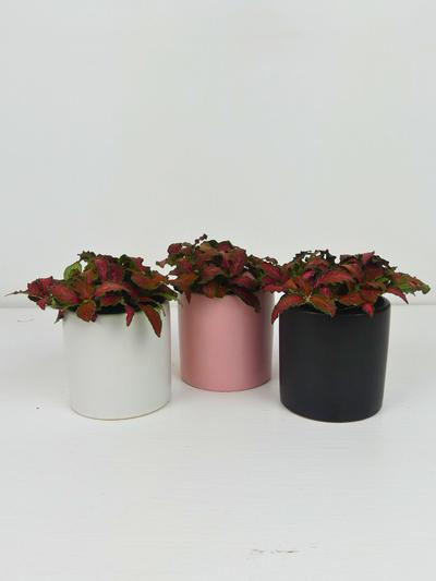 Fittonia Mini Green in Ceramic Pot