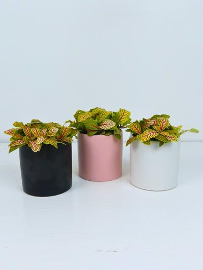 Fittonia Mini Ruby Lime in Ceramic Pot 