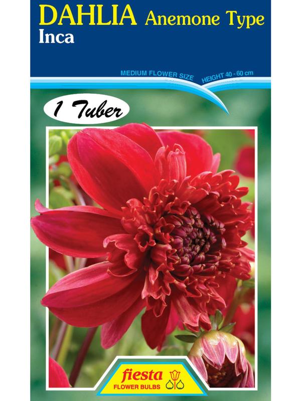Dahlia Inca