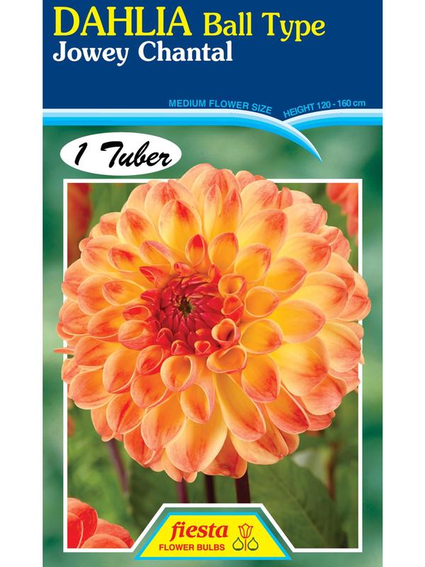 Dahlia Jowey Chantal