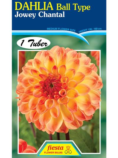 Dahlia Jowey Chantal