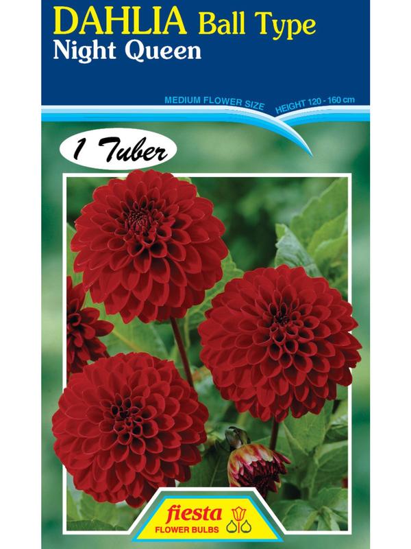 Dahlia Night Queen