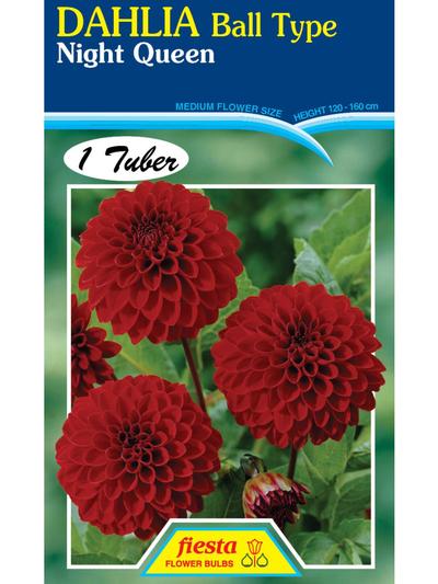 Dahlia Night Queen