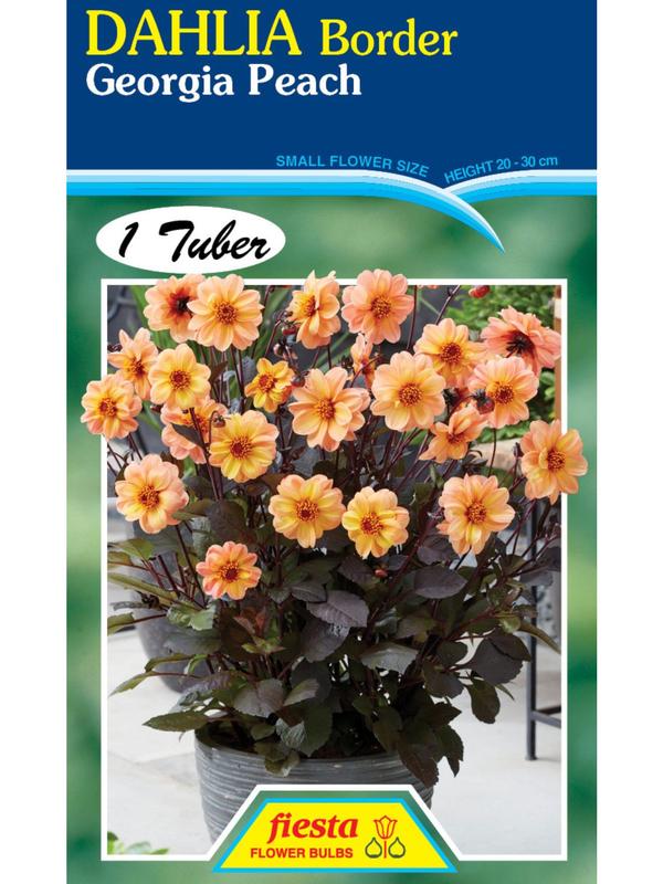 Dahlia Georgia Peach